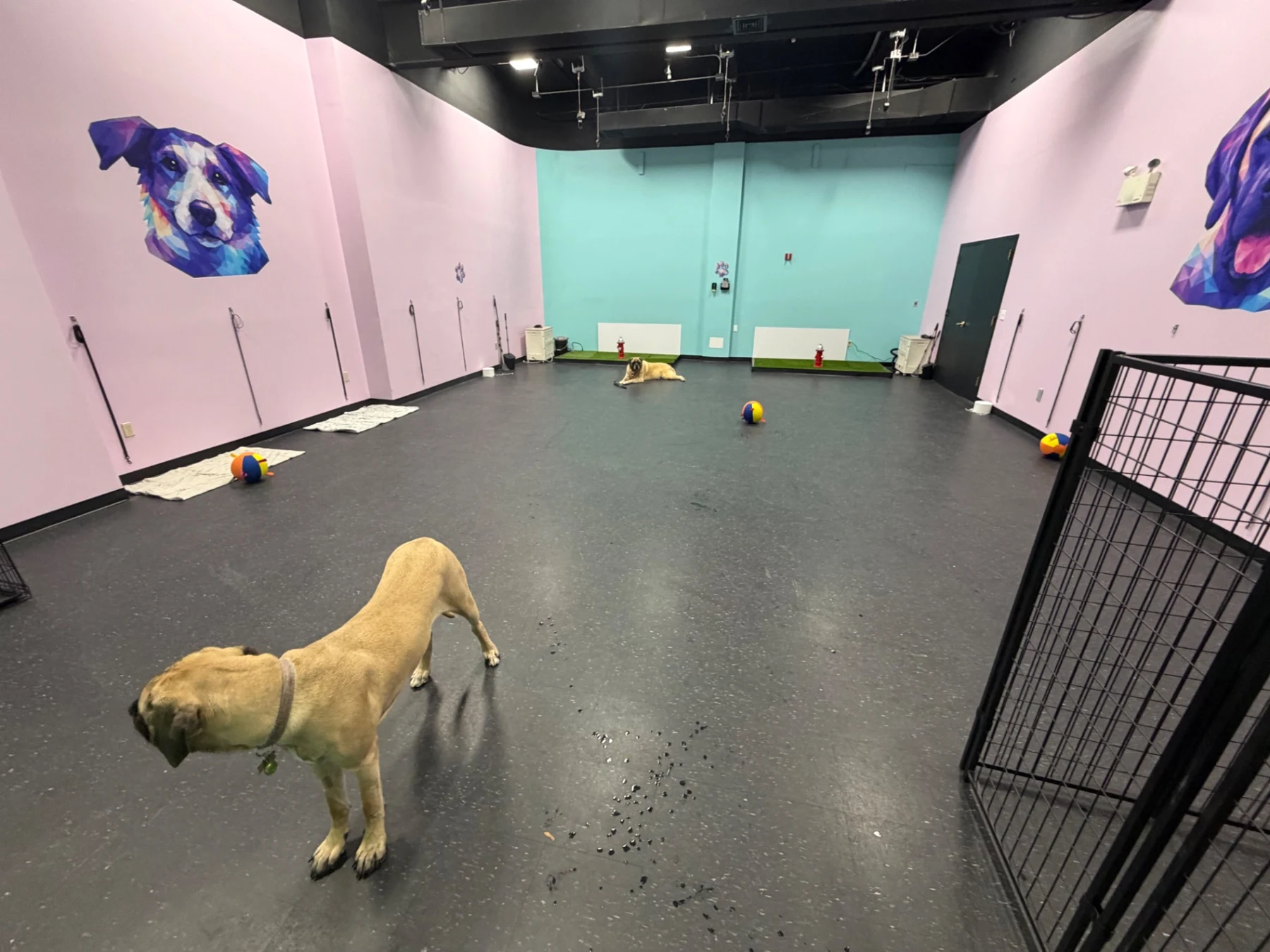 Dogs in the spacious indoor playroom with colorful dog murals at Latte’s Landing