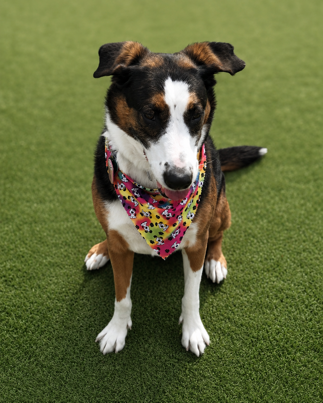 Rescue dog portrait