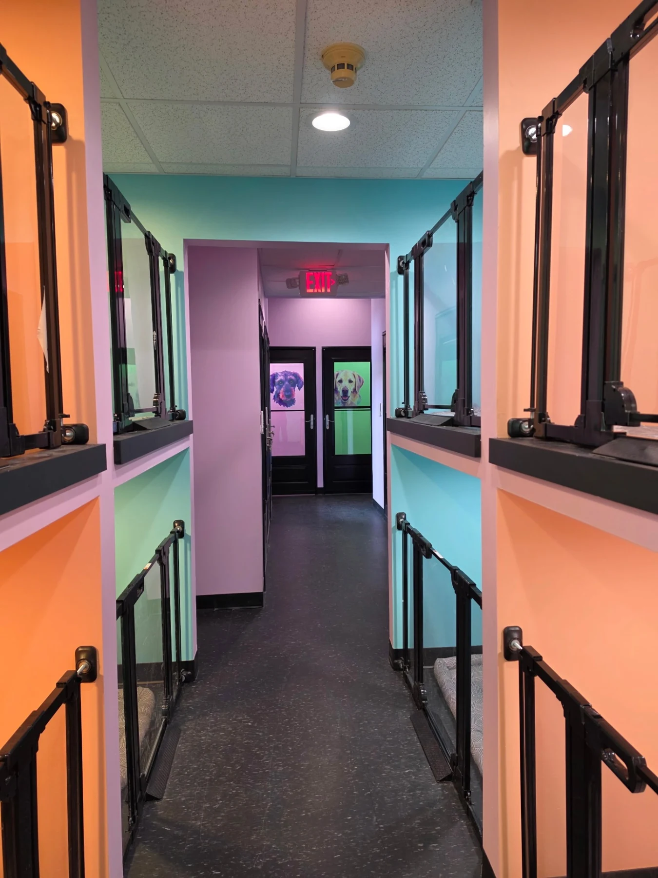 Colorful private boarding suites with glass doors at Latte’s Landing
